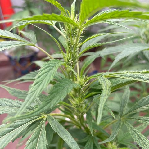 Lemon cake 4 growlog timeline photo