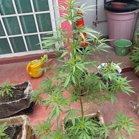 Lemon cake 7 growlog timeline photo