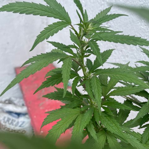 Lemon cake 5 growlog timeline photo