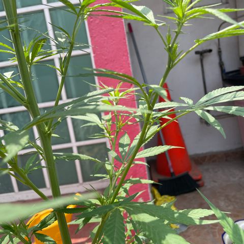 Lemon cake 7 growlog timeline photo