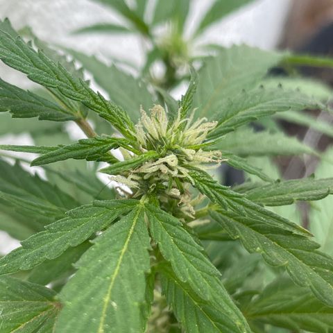 Lemon cake 5 growlog timeline photo