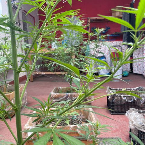 Lemon cake 7 growlog timeline photo
