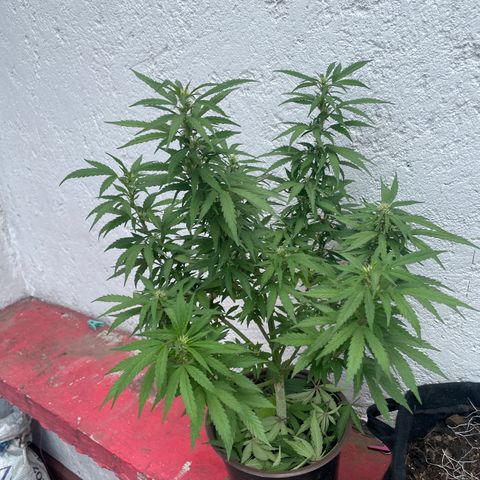 Lemon cake 5 growlog timeline photo