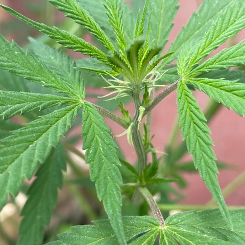 Lemon cake 3 growlog timeline photo