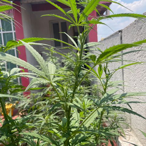 Lemon cake 6 growlog timeline photo