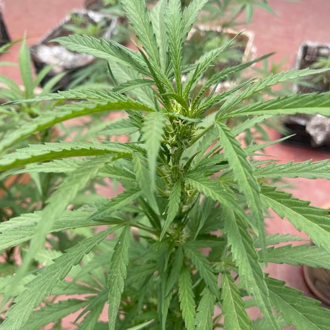 Orange juice(??? growlog timeline photo