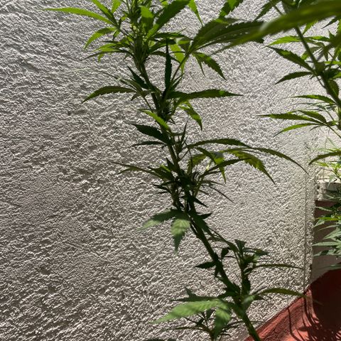 Orange juice(??? growlog timeline photo