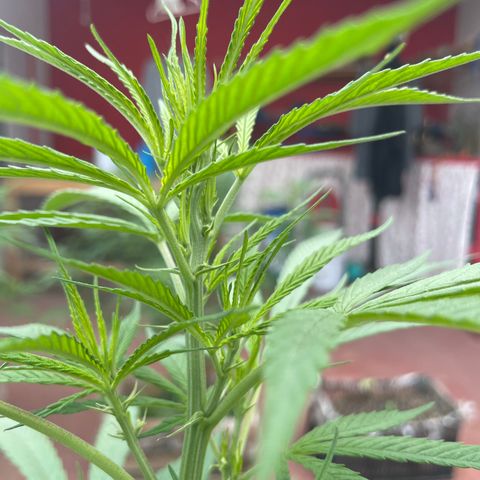 Lemon cake 7 growlog timeline photo