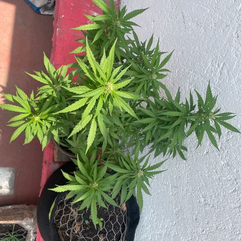 Lemon cake 5 growlog timeline photo