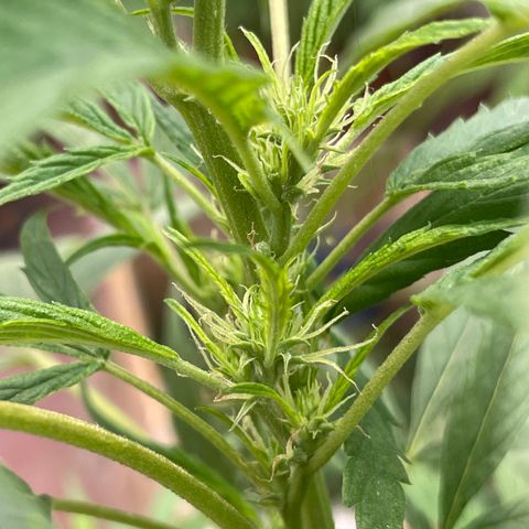 Lemon cake 4 growlog timeline photo