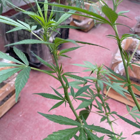 Lemon cake 7 growlog timeline photo