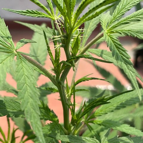 Lemon cake 3 growlog timeline photo