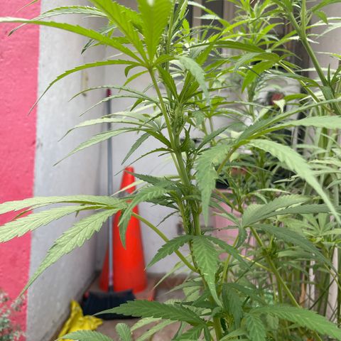 Orange juice(??? growlog timeline photo