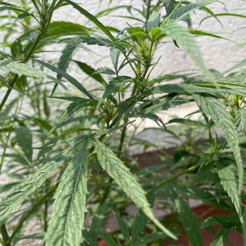 Lemon cake 4 growlog timeline photo