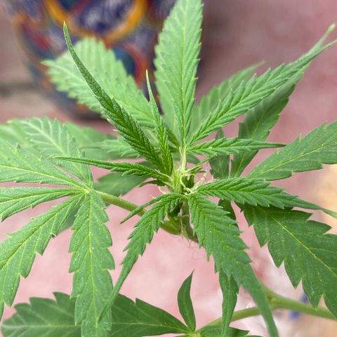 Orange juice(??? growlog timeline photo