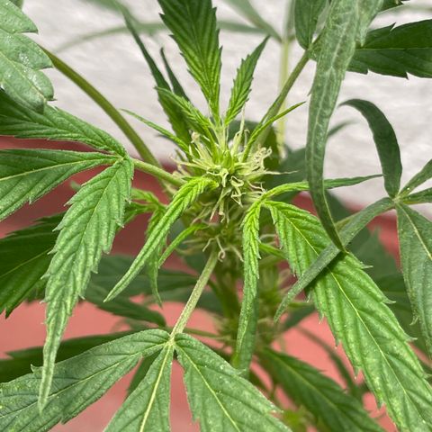 Lemon cake 4 growlog timeline photo