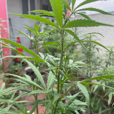 Lemon cake 3 growlog timeline photo