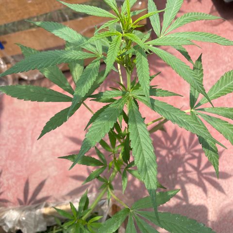 Lemon cake 7 growlog timeline photo