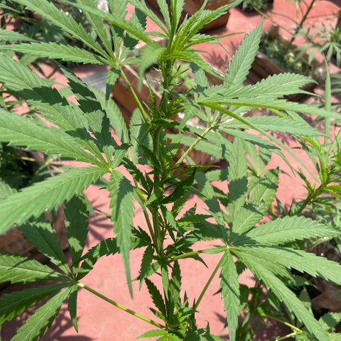 Lemon cake 6 growlog timeline photo