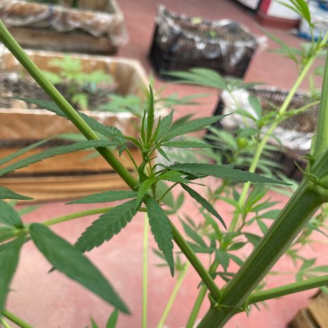 Lemon cake 7 growlog timeline photo