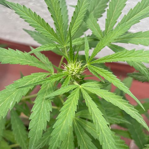 Orange juice(??? growlog timeline photo