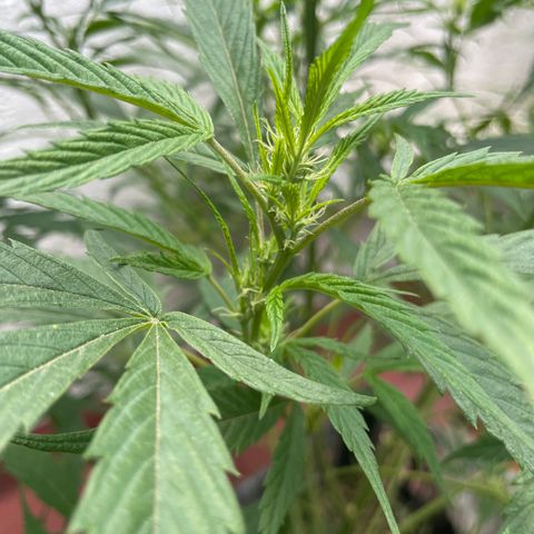 Lemon cake 4 growlog timeline photo