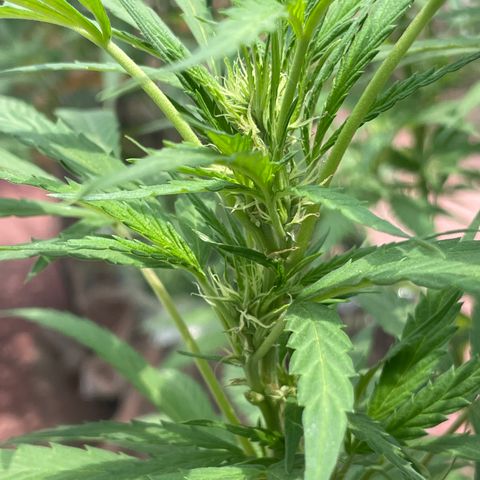 Orange juice(??? growlog timeline photo