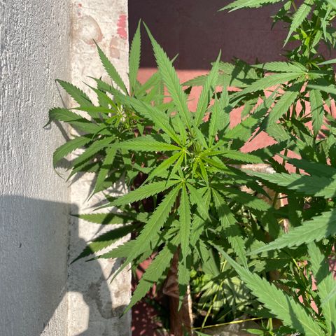 Lemon cake 6 growlog timeline photo