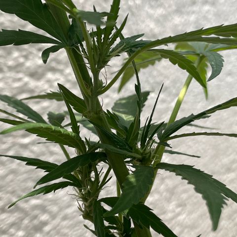 Orange juice(??? growlog timeline photo
