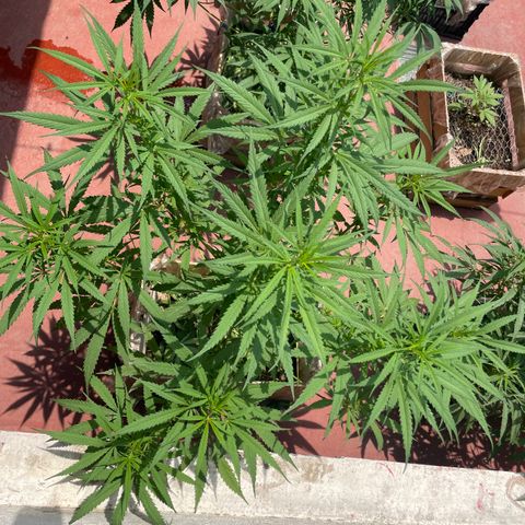 Lemon cake 6 growlog timeline photo