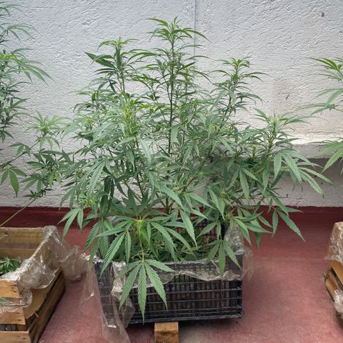 Lemon cake 4 growlog timeline photo
