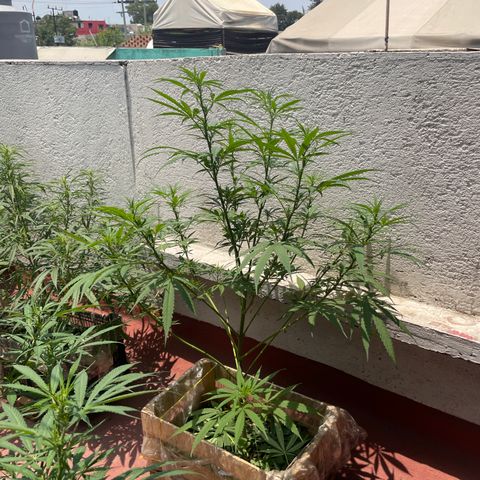 Lemon cake 6 growlog timeline photo