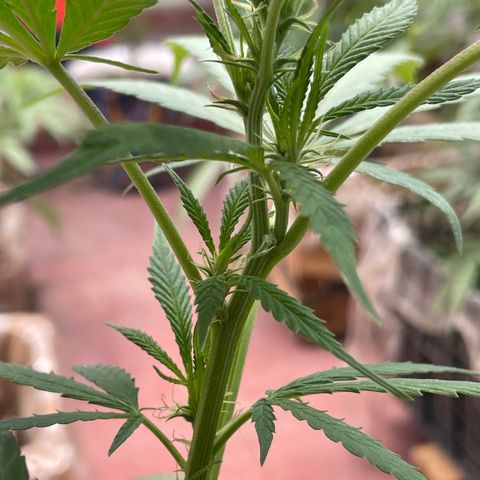 Lemon cake 3 growlog timeline photo