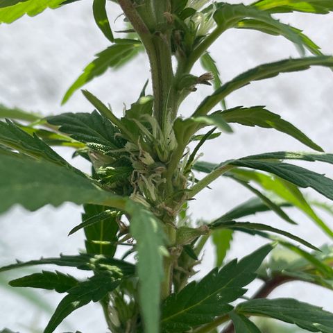 Lemon cake 5 growlog timeline photo