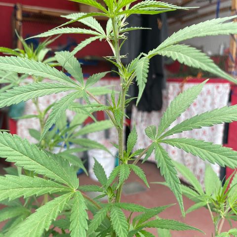 Lemon cake 3 growlog timeline photo