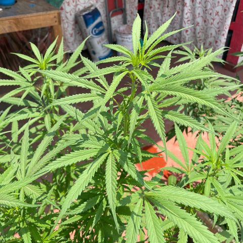 Lemon cake 6 growlog timeline photo