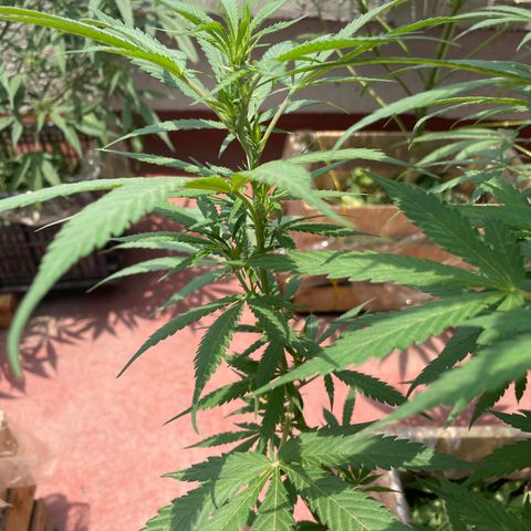 Lemon cake 3 growlog timeline photo