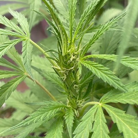 Orange juice(??? growlog timeline photo