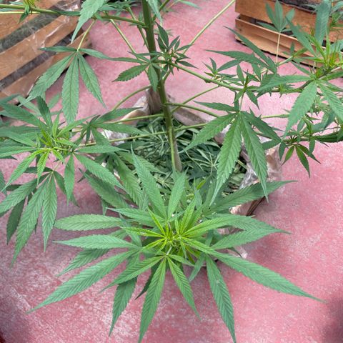 Lemon cake 7 growlog timeline photo
