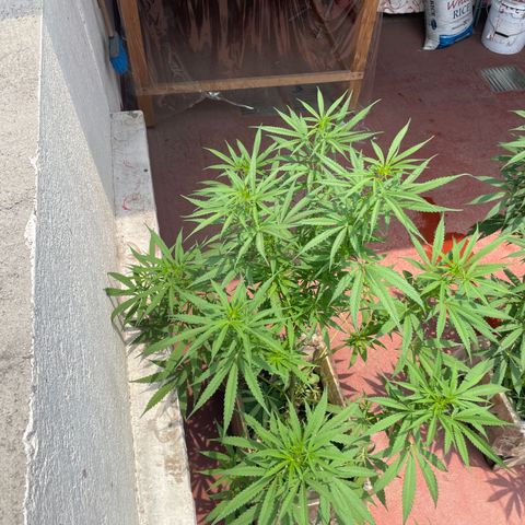 Lemon cake 6 growlog timeline photo