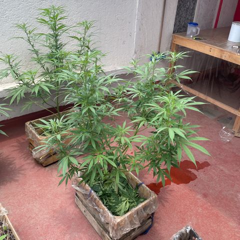 Lemon cake 3 growlog timeline photo