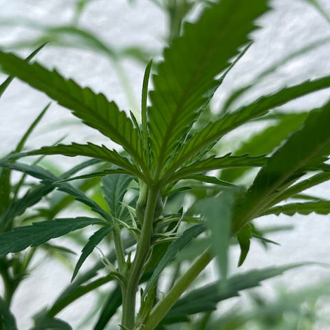 Lemon cake 6 growlog timeline photo
