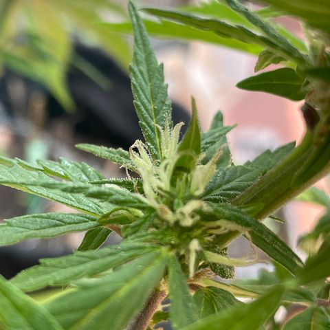 Lemon cake 5 growlog timeline photo