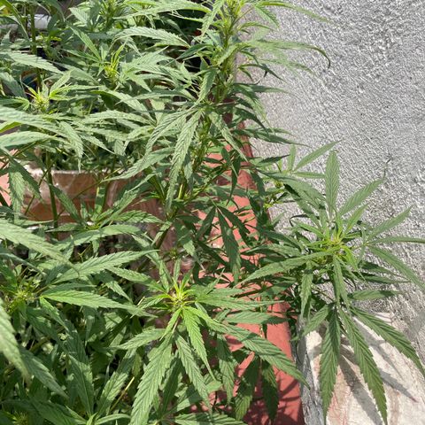 Lemon cake 4 growlog timeline photo