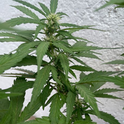 Lemon cake 5 growlog timeline photo