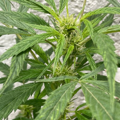 Lemon cake 4 growlog timeline photo