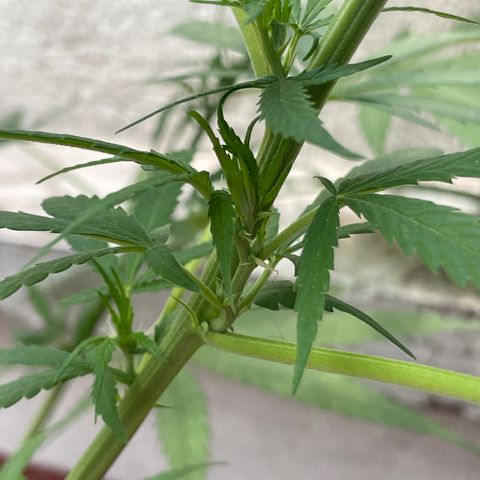 Lemon cake 6 growlog timeline photo