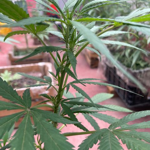 Lemon cake 3 growlog timeline photo
