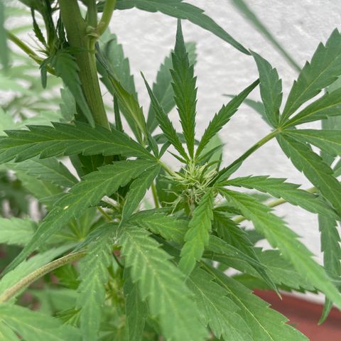 Orange juice(??? growlog timeline photo