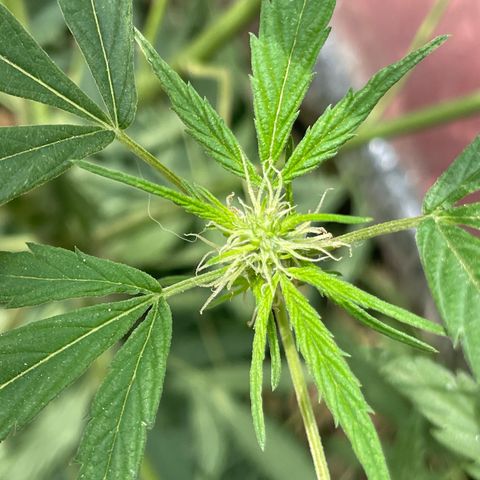 Lemon cake 4 growlog timeline photo